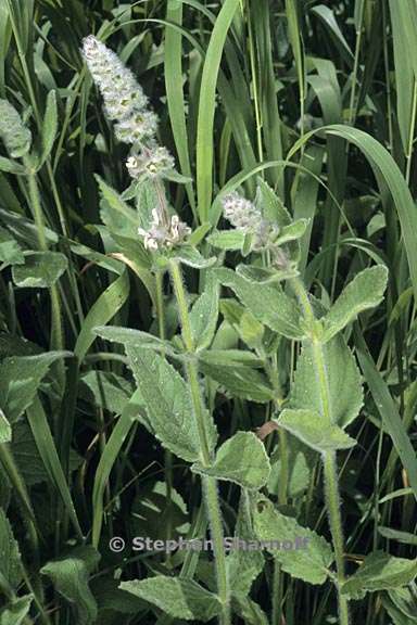 stachys albens 6 graphic